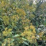 Bupleurum fruticosum Blomst