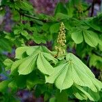 Aesculus turbinata Leaf