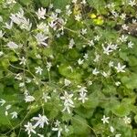 Saxifraga rotundifoliaFleur