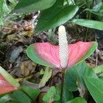 Anthurium andraeanum Flower