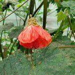 Callianthe picta Flower