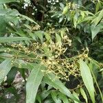 Nectandra cuspidata Лист