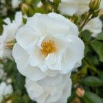 Rosa moschata Virág