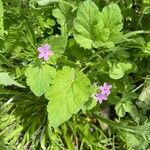 Erodium laciniatum Foglia