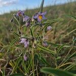 Solanum lanzae