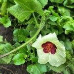 Hibiscus vitifolius Kwiat