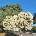 Melaleuca linariifolia Habit