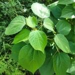 Hibiscus ovalifolius Листок