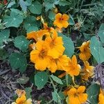 Tropaeolum majusCvet