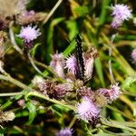 Cirsium arvense Blüte