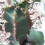 Euphorbia cooperi Hábito