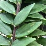 Aeschynanthus radicans Blatt