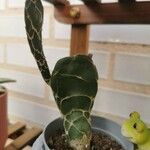 Opuntia dillenii Õis