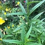 Physostegia virginiana Flower