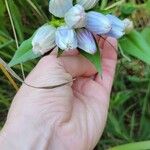 Gentiana andrewsii Blomma