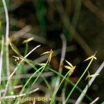 Carex pauciflora Habit