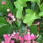 Antigonon leptopus Folha