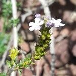 Mulguraea asparagoides 花