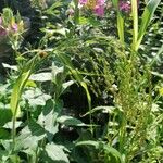 Panicum miliaceumFlower