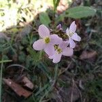 Cardamine pratensisFlower