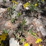 Lithospermum incisum Blatt