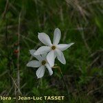 Narcissus obsoletus Flor