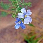 Linum lewisii Flower