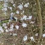 Magnolia stellata 整株植物