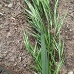 Anisantha tectorum 花