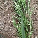 Bromus tectorum Flower