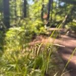 Carex cherokeensis Fruto