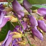 Clitoria fairchildiana Flower