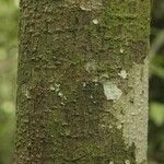 Pachira dolichocalyx Bark