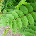 Sorbaria sorbifolia Leaf