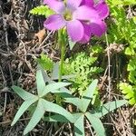 Oxalis argentina Vivejo