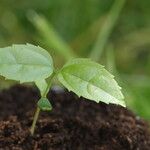 Celtis prantlii Hoja