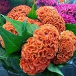 Celosia argenteaBlüte