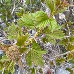 Viburnum sargentii Hostoa