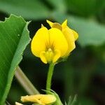 Medicago polymorpha Flower