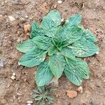 Echium plantagineum Lapas