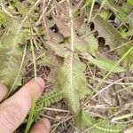 Crepis vesicaria Ліст
