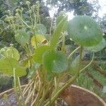 Hydrocotyle americana Liść