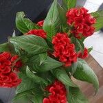 Celosia argenteaКветка