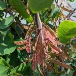 Cercis griffithii Fruit