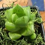 Haworthia cymbiformis Yaprak