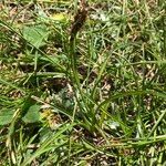 Carex curvula Habit