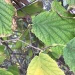 Corylus cornuta Leaf