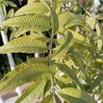 Aloysia citriodora Blad