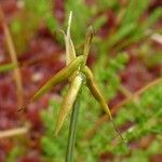 Carex pauciflora Blomst