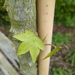 Liquidambar orientalisHoja